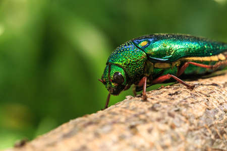 beetleの写真素材