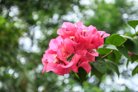 Bougainvillea close upの写真素材