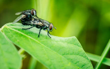 housefly close upの写真素材