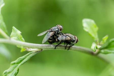 housefly close up