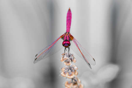 dragonfly close upの写真素材
