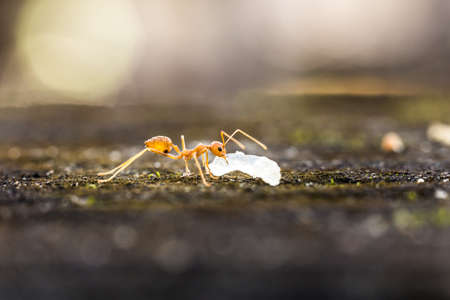 red ants close upの写真素材