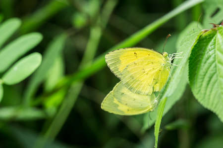 butterfly close upの写真素材