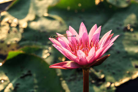 grasshopper on water lily close upの写真素材