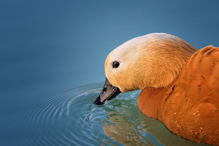 ruddy shelduck on the lakeの写真素材