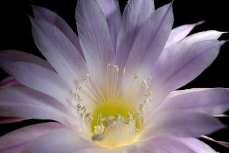 echinopsis eyriesii flower blooming succulent plantの写真素材