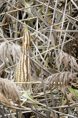 bittern in its natural habitatの写真素材
