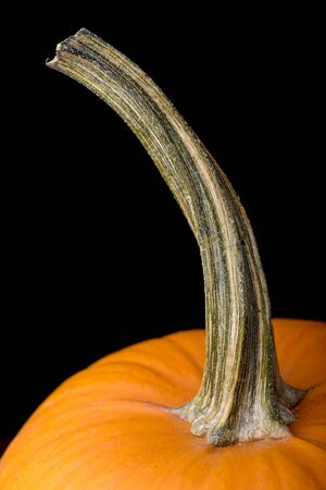 pumpkin stem isolated on black backgroundの写真素材