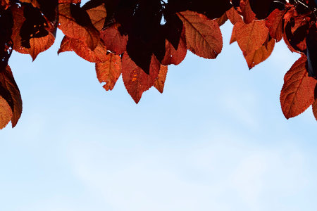 frame of red foliage in the sky