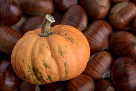 small pumpkin on chestnut backgroundの写真素材