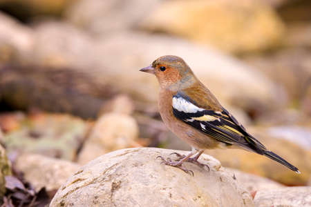 Chaffinch male in search of food among the rocksの写真素材