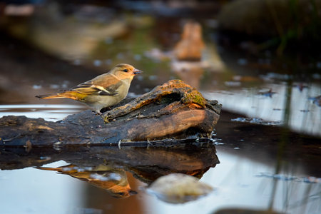 female greenfinch near a small lake with reflection in waterの写真素材