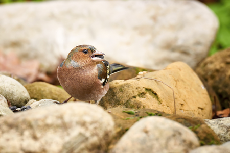 male Chaffinch in search of food among the rocksの写真素材