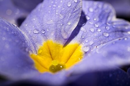 macro purple primrose with raindropの写真素材