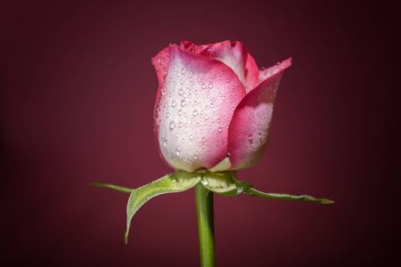 white and pink rose with water drops on red backgroundの写真素材
