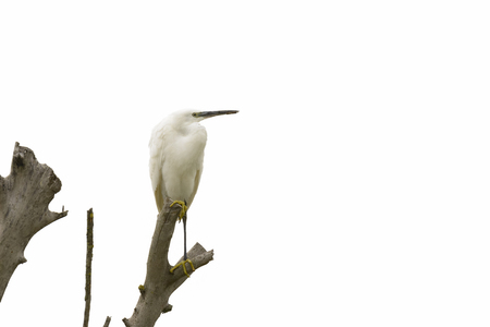 egret perched on a tree trunkの写真素材