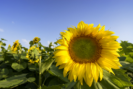 field of sunflowers Sunflower in the foreground and blue skiesの写真素材