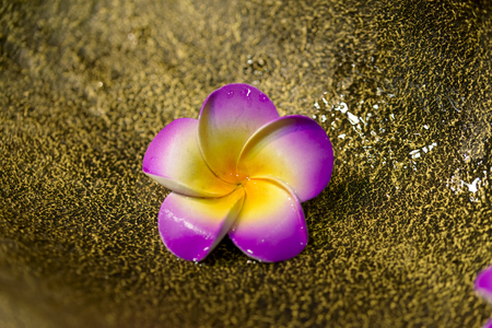 colorful plastic flower on brass and waterの写真素材