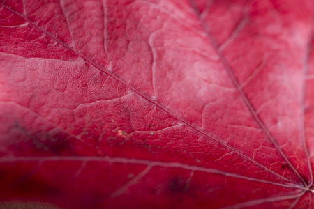 macro red autumn leaf for nature backgroundの写真素材