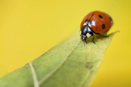 macro ladybug on the tip of a leaf on yellow backgroundの写真素材