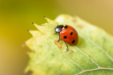 macro ladybug on the tip of a leaf on yellow background
