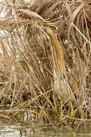 bittern hiding in the reeds of a lake