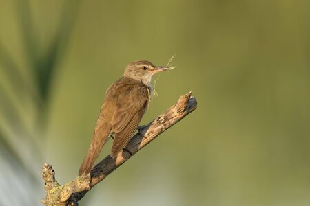 great reed warbler above branch with twig in mouthの写真素材
