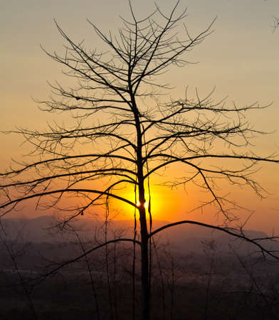tropical tree with sunset background の写真素材