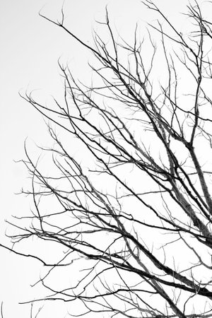 tree with white background 
