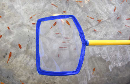 scoop net fishing in the water with many fishの写真素材