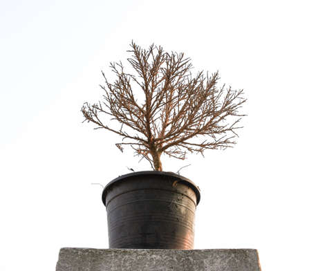 Dry Tree isolateの写真素材