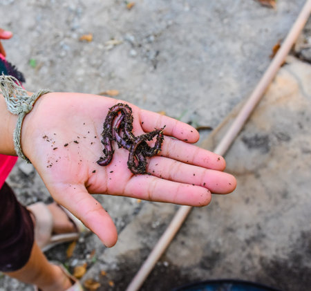 earhtworm in the hand closeup