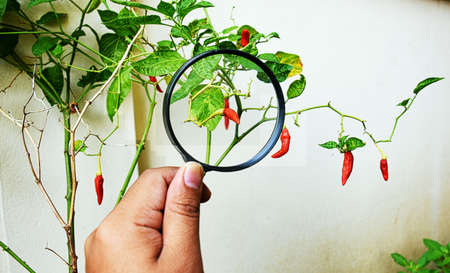 Magnifying glass and a Chili treeの写真素材