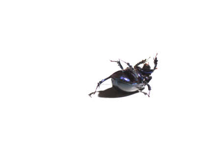 A black bug lying on his back and trying to get on his feetの写真素材