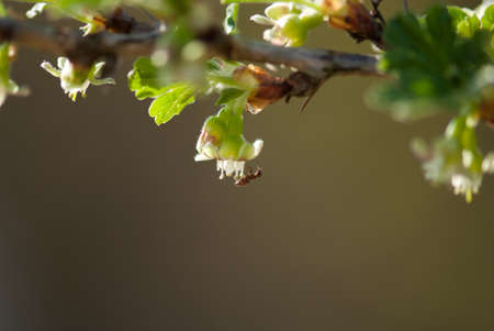 An ant hanging head first on a branchの写真素材