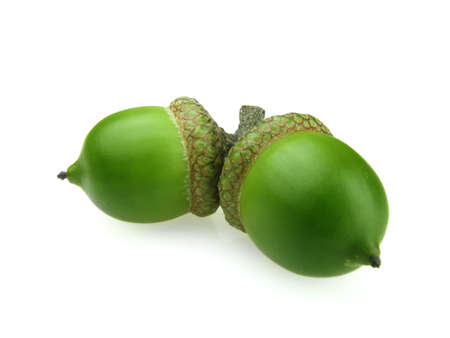 Two green acorns on a white backgroundの写真素材