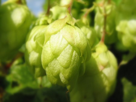 Branch of green hop close-upの写真素材