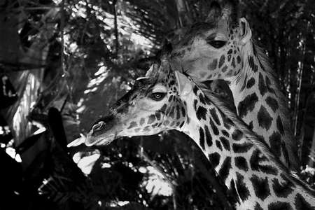 black and white phot of giraffes の写真素材