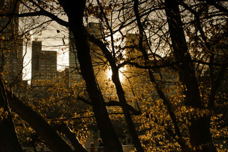 Sunset in Central Park (NY) during a winter day with skyscrapers in the backgroundの写真素材