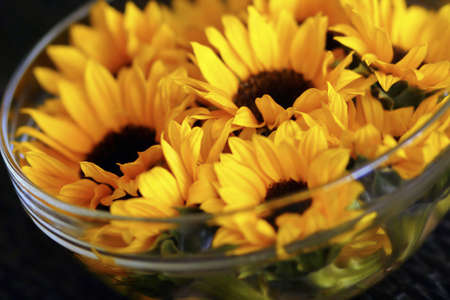 close up of a bowl of beatiful yellow sunflowersの写真素材