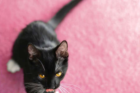 black kitty sticking out his tongue while walking on pink carpetの写真素材