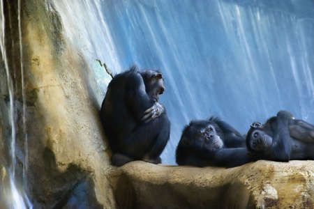 a group of monkeys resting on top of some rocksの写真素材