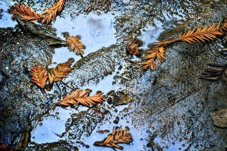 Leafs in puddle in dirtの写真素材