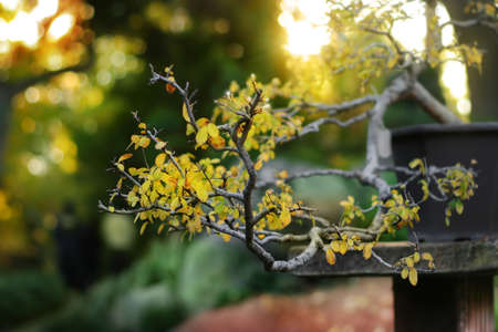 Tree branch with sun rays breaking through behine. Selective DOF.の写真素材