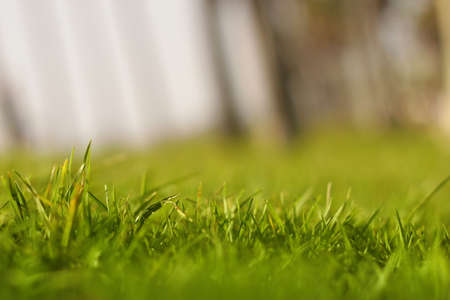 Abstract grass and sky background with very shallow depth of fieldの写真素材