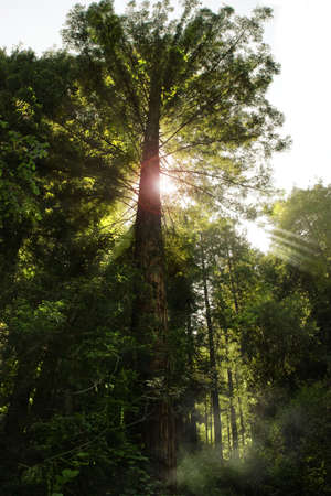 Tall redwood tree with sunlight rays coming through branches の写真素材