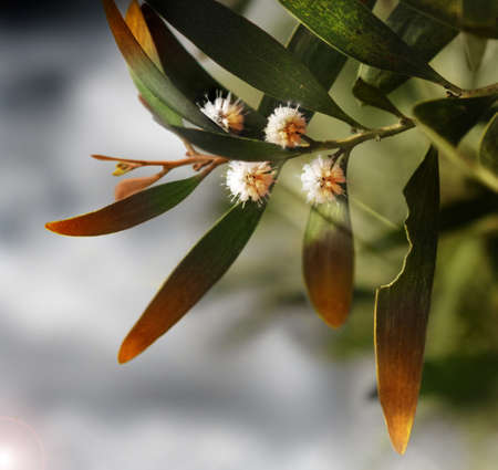 Detail closeup of  a budding leafの写真素材