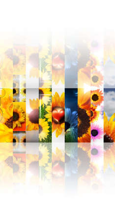Composite of a series of abstract photos depicting sunfowers with reflection effect against white backgroundの写真素材