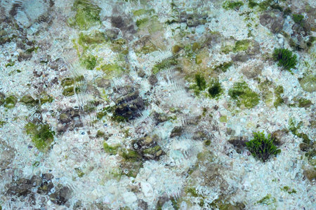 Sea floor seen through clear tropical waters with white sand and ocean vegetation
