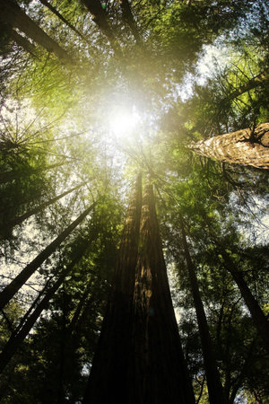 Perspecitve from below looking up into anceint redwood trees with light rays coming from above